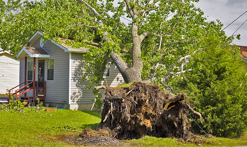 A small house destroyed by a tree blown by tornado.